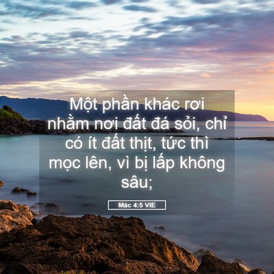 Picture 05 - Mác 4:5 VIE - Một phần khác rơi nhằm nơi đất đá - Bible Verse Picture