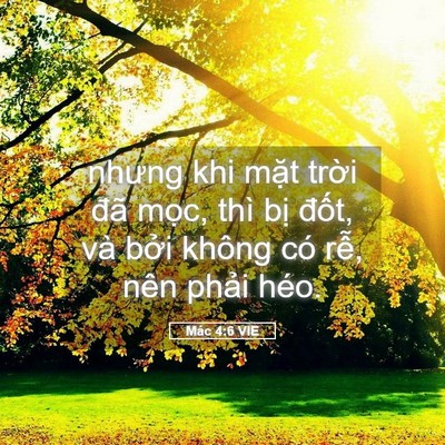 Picture 05 - Mác 4:6 VIE - nhưng khi mặt trời đã mọc, thì bị - Bible Verse Picture