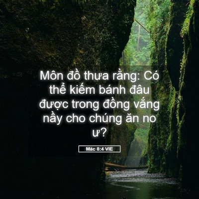 Picture 05 - Mác 8:4 VIE - Môn đồ thưa rằng: Có thể kiếm bánh - Bible Verse Picture