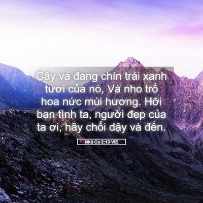 Picture 05 - Nhã Ca 2:13 VIE - Cây vả đang chín trái xanh tươi của - Bible Verse Picture