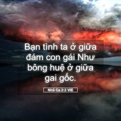 Picture 05 - Nhã Ca 2:2 VIE - Bạn tình ta ở giữa đám con gái Như - Bible Verse Picture