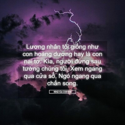 Picture 05 - Nhã Ca 2:9 VIE - Lương nhân tôi giống như con hoàng - Bible Verse Picture