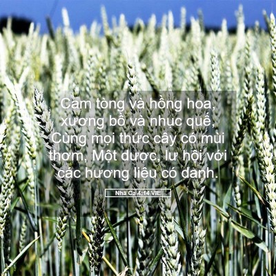 Picture 05 - Nhã Ca 4:14 VIE - Cam tòng và hồng hoa, xương bồ và nhục - Bible Verse Picture