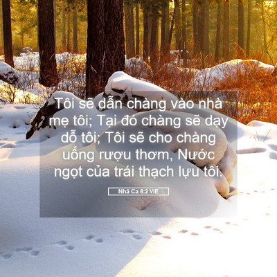 Picture 05 - Nhã Ca 8:2 VIE - Tôi sẽ dẫn chàng vào nhà mẹ tôi; Tại - Bible Verse Picture