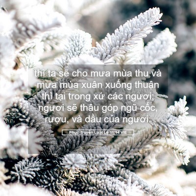 Picture 05 - Phục Truyền Luật Lệ 11:14 VIE - thì ta sẽ cho mưa mùa thu và mưa mùa - Bible Verse Picture