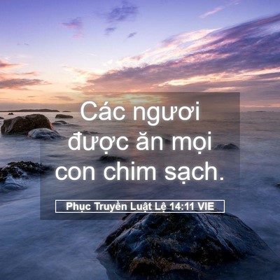 Picture 05 - Phục Truyền Luật Lệ 14:11 VIE - Các ngươi được ăn mọi con chim - Bible Verse Picture