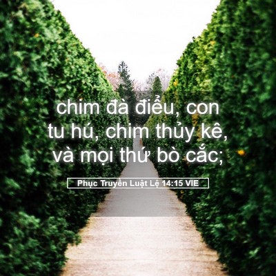 Picture 05 - Phục Truyền Luật Lệ 14:15 VIE - chim đà điểu, con tu hú, chim thủy kê, - Bible Verse Picture