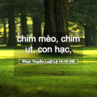 Picture 05 - Phục Truyền Luật Lệ 14:16 VIE - chim mèo, chim ụt, con - Bible Verse Picture