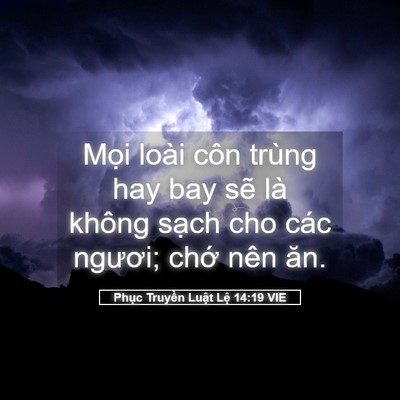 Picture 05 - Phục Truyền Luật Lệ 14:19 VIE - Mọi loài côn trùng hay bay sẽ là không - Bible Verse Picture