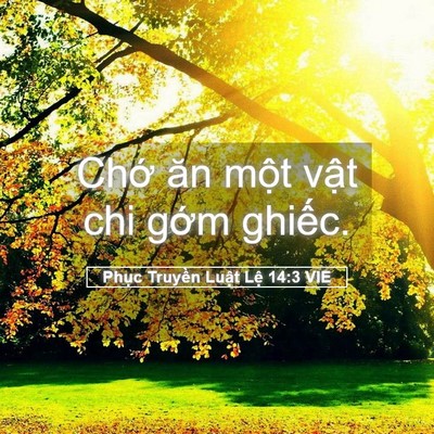 Picture 05 - Phục Truyền Luật Lệ 14:3 VIE - Chớ ăn một vật chi gớm - Bible Verse Picture