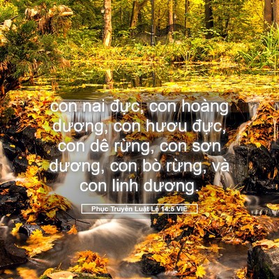 Picture 05 - Phục Truyền Luật Lệ 14:5 VIE - con nai đực, con hoàng dương, con hươu - Bible Verse Picture