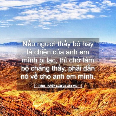 Picture 05 - Phục Truyền Luật Lệ 22:1 VIE - Nếu ngươi thấy bò hay là chiên của anh - Bible Verse Picture