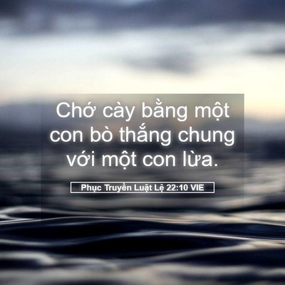 Picture 05 - Phục Truyền Luật Lệ 22:10 VIE - Chớ cày bằng một con bò thắng chung - Bible Verse Picture