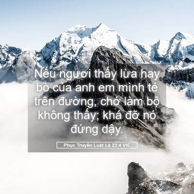 Picture 05 - Phục Truyền Luật Lệ 22:4 VIE - Nếu ngươi thấy lừa hay bò của anh em - Bible Verse Picture