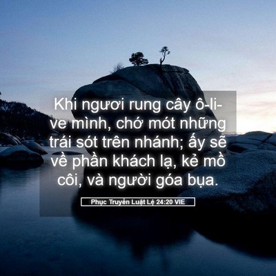 Picture 05 - Phục Truyền Luật Lệ 24:20 VIE - Khi ngươi rung cây ô-li-ve mình, chớ mót - Bible Verse Picture