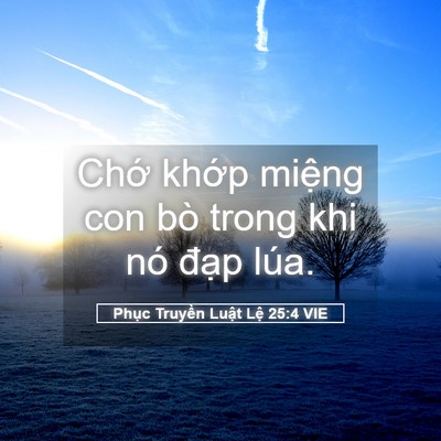 Picture 05 - Phục Truyền Luật Lệ 25:4 VIE - Chớ khớp miệng con bò trong khi nó đạp - Bible Verse Picture