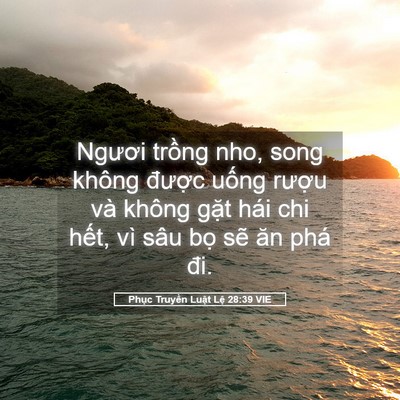 Picture 05 - Phục Truyền Luật Lệ 28:39 VIE - Ngươi trồng nho, song không được uống - Bible Verse Picture
