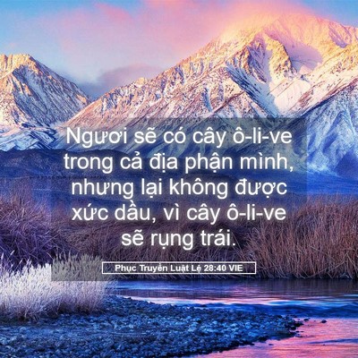 Picture 05 - Phục Truyền Luật Lệ 28:40 VIE - Ngươi sẽ có cây ô-li-ve trong cả địa - Bible Verse Picture