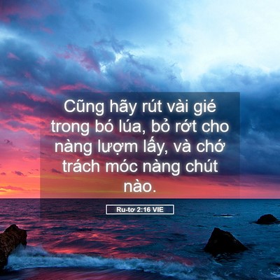 Picture 05 - Ru-tơ 2:16 VIE - Cũng hãy rút vài gié trong bó lúa, bỏ - Bible Verse Picture