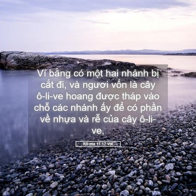 Picture 05 - Rô-ma 11:17 VIE - Ví bằng có một hai nhánh bị cắt đi, - Bible Verse Picture