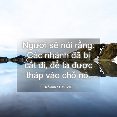 Picture 05 - Rô-ma 11:19 VIE - Ngươi sẽ nói rằng: Các nhánh đã bị - Bible Verse Picture