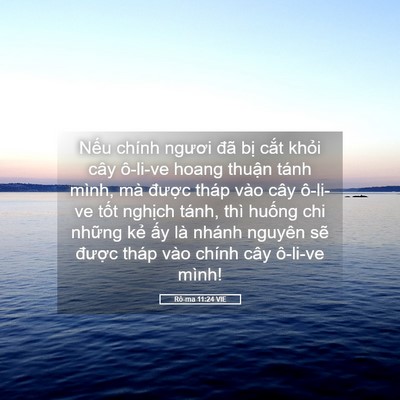 Picture 05 - Rô-ma 11:24 VIE - Nếu chính ngươi đã bị cắt khỏi cây - Bible Verse Picture