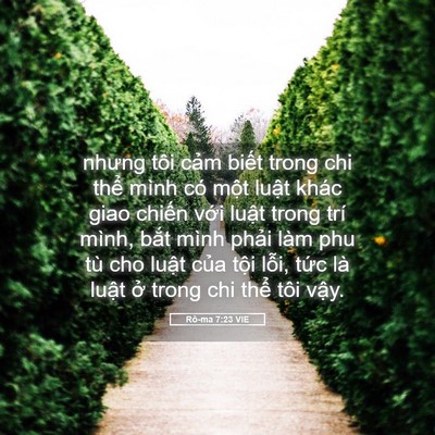 Picture 05 - Rô-ma 7:23 VIE - nhưng tôi cảm biết trong chi thể mình - Bible Verse Picture