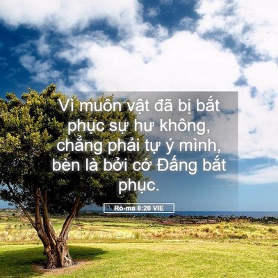 Picture 05 - Rô-ma 8:20 VIE - Vì muôn vật đã bị bắt phục sự hư - Bible Verse Picture