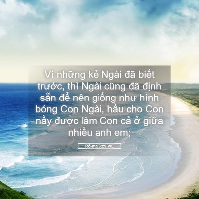 Picture 05 - Rô-ma 8:29 VIE - Vì những kẻ Ngài đã biết trước, thì - Bible Verse Picture