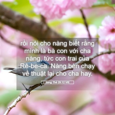 Picture 05 - Sáng Thế 29:12 VIE - rồi nói cho nàng biết rằng mình là bà - Bible Verse Picture