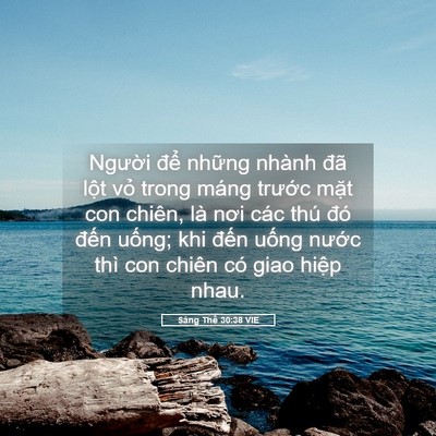 Picture 05 - Sáng Thế 30:38 VIE - Người để những nhành đã lột vỏ - Bible Verse Picture