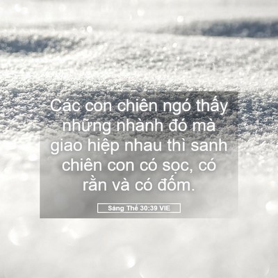 Picture 05 - Sáng Thế 30:39 VIE - Các con chiên ngó thấy những nhành đó - Bible Verse Picture