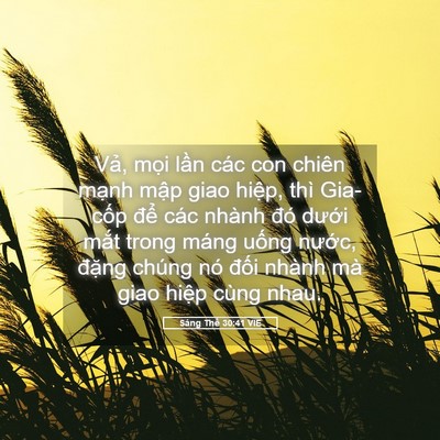 Picture 05 - Sáng Thế 30:41 VIE - Vả, mọi lần các con chiên mạnh mập - Bible Verse Picture
