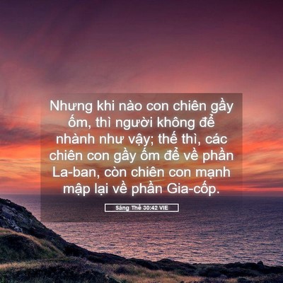 Picture 05 - Sáng Thế 30:42 VIE - Nhưng khi nào con chiên gầy ốm, thì - Bible Verse Picture