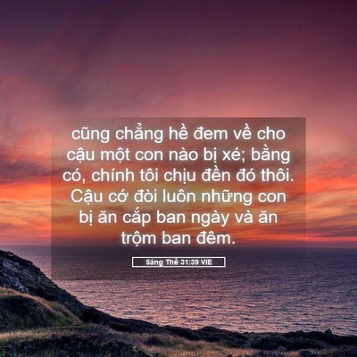 Picture 05 - Sáng Thế 31:39 VIE - cũng chẳng hề đem về cho cậu một con - Bible Verse Picture