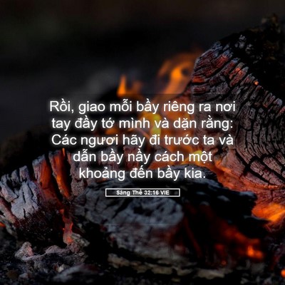 Picture 05 - Sáng Thế 32:16 VIE - Rồi, giao mỗi bầy riêng ra nơi tay đầy - Bible Verse Picture