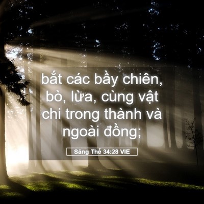 Picture 05 - Sáng Thế 34:28 VIE - bắt các bầy chiên, bò, lừa, cùng vật - Bible Verse Picture