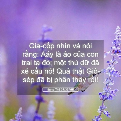 Picture 05 - Sáng Thế 37:33 VIE - Gia-cốp nhìn và nói rằng: Aáy là áo - Bible Verse Picture