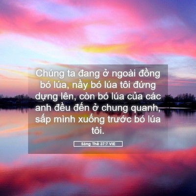 Picture 05 - Sáng Thế 37:7 VIE - Chúng ta đang ở ngoài đồng bó lúa, - Bible Verse Picture