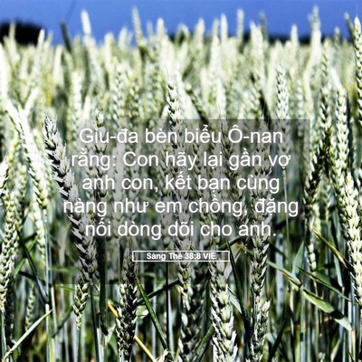 Picture 05 - Sáng Thế 38:8 VIE - Giu-đa bèn biểu Ô-nan rằng: Con hãy lại - Bible Verse Picture