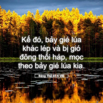 Picture 05 - Sáng Thế 41:6 VIE - Kế đó, bảy gié lúa khác lép và bị - Bible Verse Picture