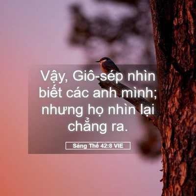 Picture 05 - Sáng Thế 42:8 VIE - Vậy, Giô-sép nhìn biết các anh mình; - Bible Verse Picture