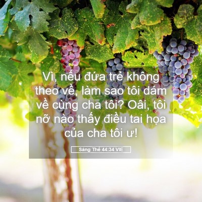 Picture 05 - Sáng Thế 44:34 VIE - Vì, nếu đứa trẻ không theo về, làm - Bible Verse Picture