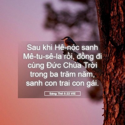 Picture 05 - Sáng Thế 5:22 VIE - Sau khi Hê-nóc sanh Mê-tu-sê-la rồi, - Bible Verse Picture