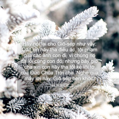 Picture 05 - Sáng Thế 50:17 VIE - Hãy nói lại cho Giô-sép như vầy: Oâi! - Bible Verse Picture