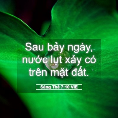 Picture 05 - Sáng Thế 7:10 VIE - Sau bảy ngày, nước lụt xảy có trên - Bible Verse Picture