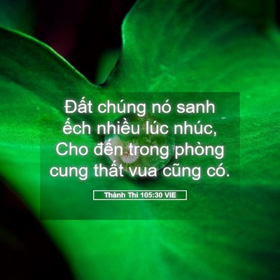 Picture 05 - Thánh Thi 105:30 VIE - Đất chúng nó sanh ếch nhiều lúc nhúc, - Bible Verse Picture