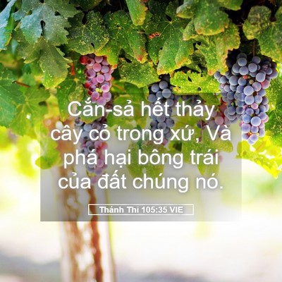 Picture 05 - Thánh Thi 105:35 VIE - Cắn-sả hết thảy cây cỏ trong xứ, Và - Bible Verse Picture