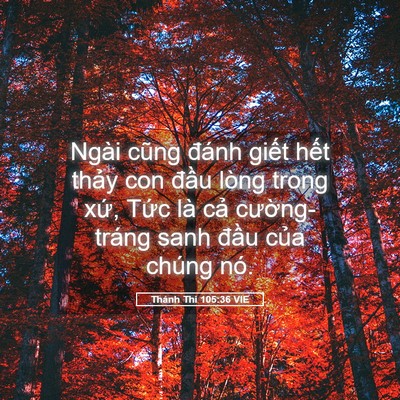 Picture 05 - Thánh Thi 105:36 VIE - Ngài cũng đánh giết hết thảy con đầu - Bible Verse Picture