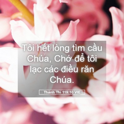 Picture 05 - Thánh Thi 119:10 VIE - Tôi hết lòng tìm cầu Chúa, Chớ để - Bible Verse Picture